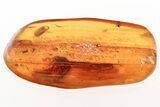 Giant Fossil Winged Termite (Isoptera) In Baltic Amber #343245-1